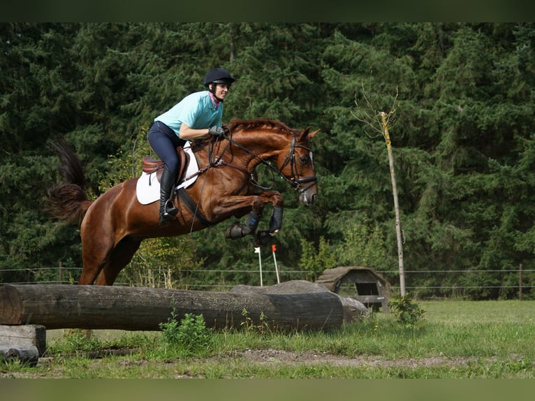 Koń hanowerski Klacz 13 lat 172 cm Ciemnokasztanowata in Hanstedt