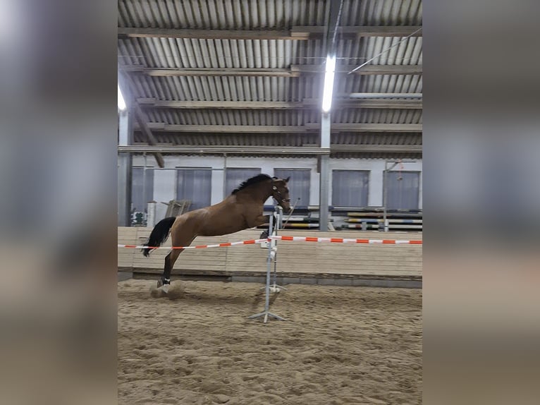 Koń hanowerski Klacz 13 lat 172 cm Jasnogniada in Karlsfeld