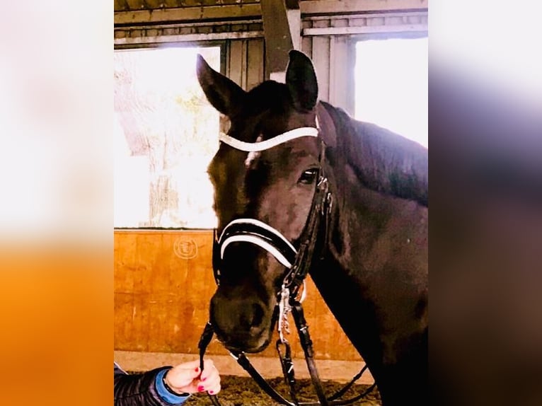 Koń hanowerski Klacz 13 lat 172 cm Kara in Braderup
