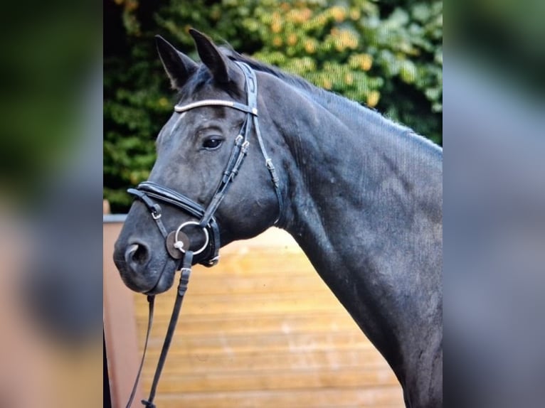 Koń hanowerski Klacz 13 lat 172 cm in Starnberg