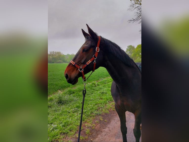 Koń hanowerski Klacz 13 lat 173 cm in M&#xFC;nster
