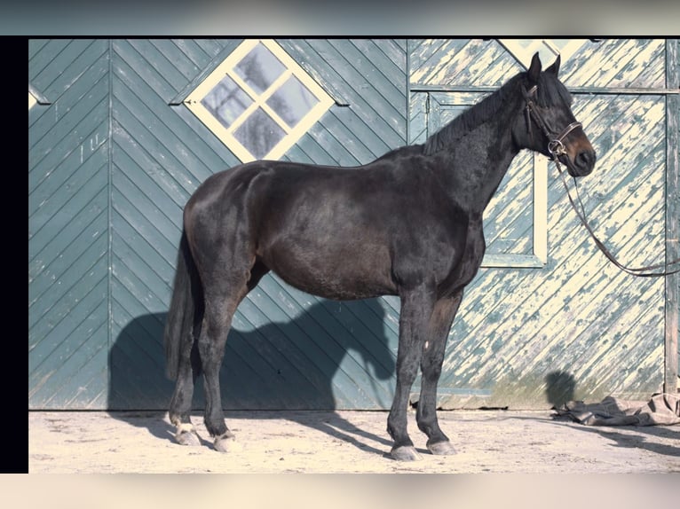 Koń hanowerski Klacz 13 lat 174 cm Ciemnogniada in Dörverden