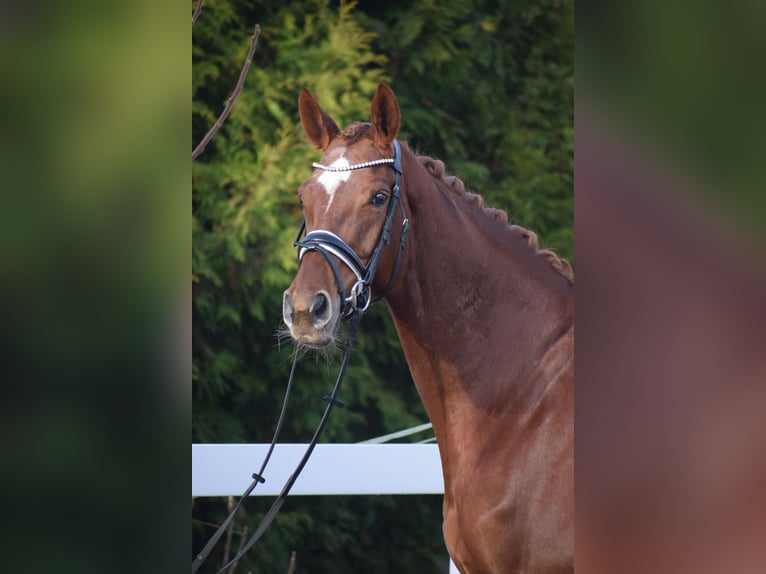 Koń hanowerski Klacz 13 lat 174 cm Ciemnokasztanowata in Dätgen