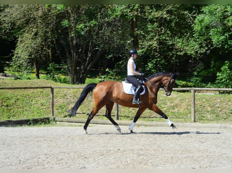 Koń hanowerski Klacz 13 lat 174 cm Gniada in Wellheim