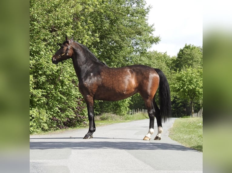 Koń hanowerski Klacz 13 lat 175 cm Ciemnogniada in Verl