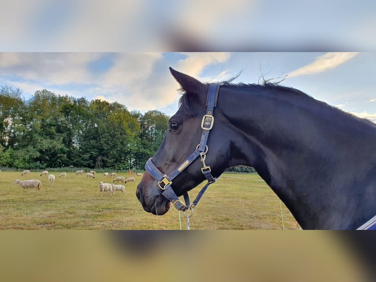 Koń hanowerski Klacz 13 lat 175 cm Ciemnogniada in Ratingen