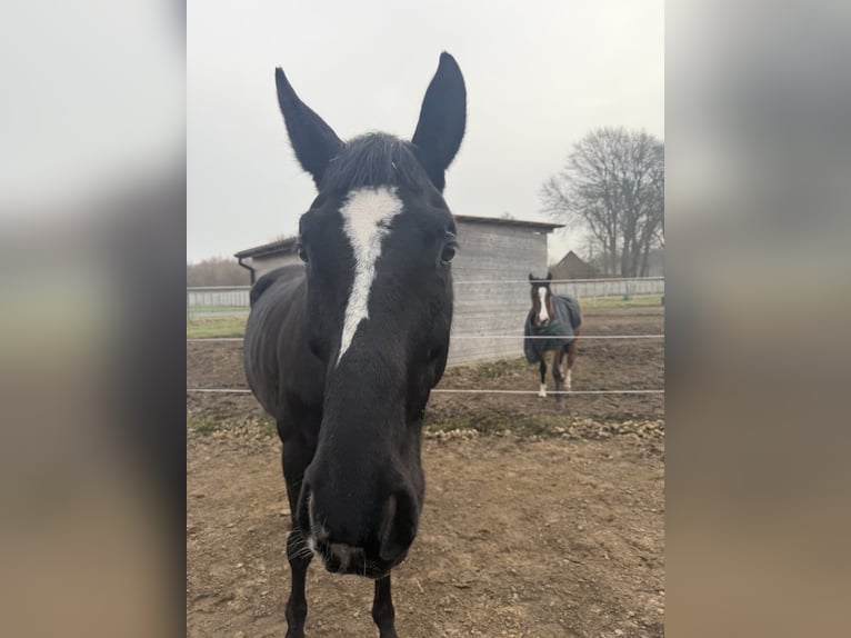 Koń hanowerski Klacz 13 lat 175 cm Kara in Bruchhausen-Vilsen