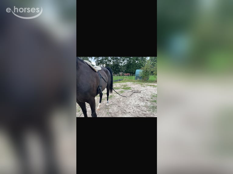 Koń hanowerski Klacz 13 lat 175 cm Skarogniada in Katlenburg-Lindau