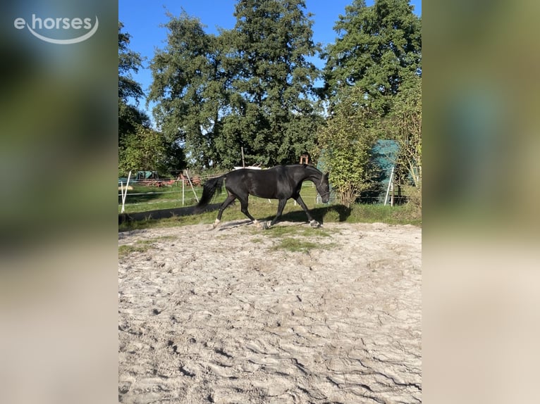 Koń hanowerski Klacz 13 lat 175 cm Skarogniada in Katlenburg-Lindau