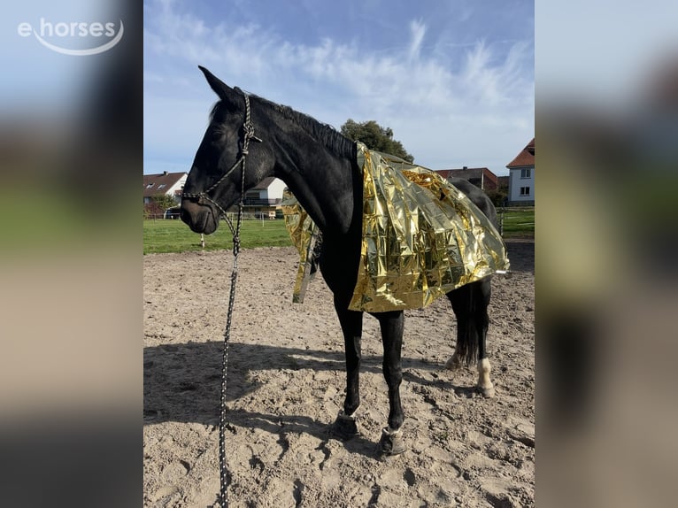Koń hanowerski Klacz 13 lat 175 cm Skarogniada in Katlenburg-Lindau