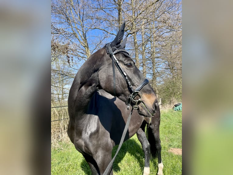 Koń hanowerski Klacz 13 lat 175 cm Skarogniada in Katlenburg-Lindau