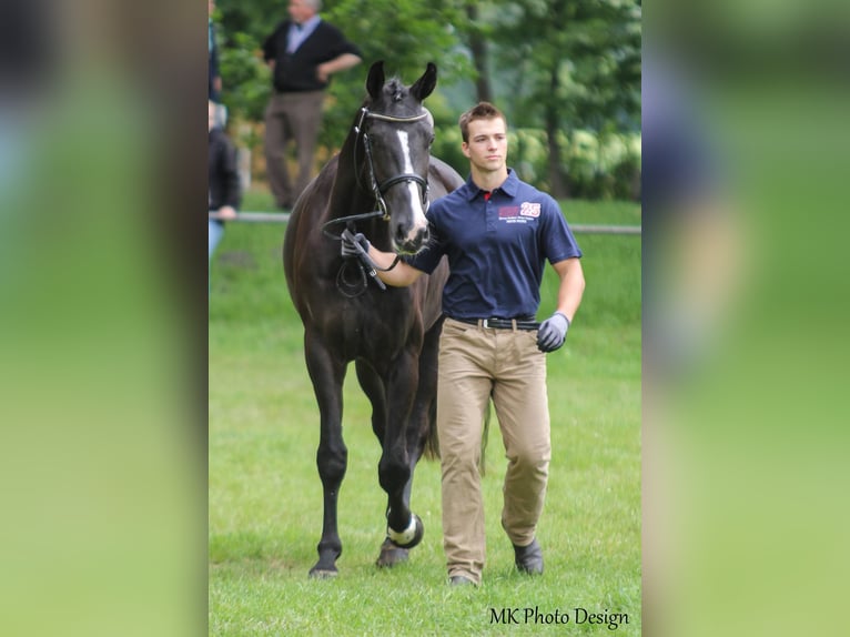 Koń hanowerski Klacz 13 lat 177 cm Kara in L&#xE4;hden