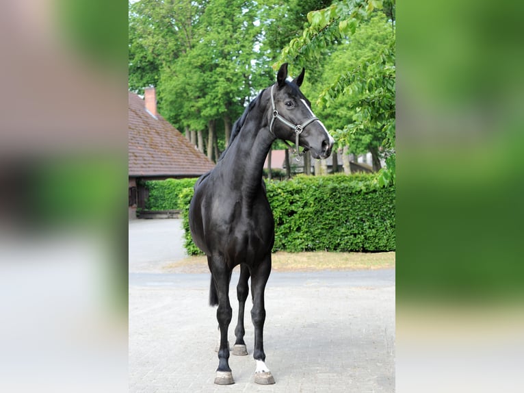 Koń hanowerski Klacz 13 lat 177 cm Kara in L&#xE4;hden