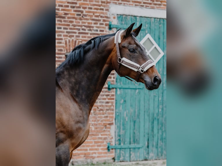 Koń hanowerski Klacz 14 lat 160 cm Gniada in Preu&#xDF;isch Oldendorf