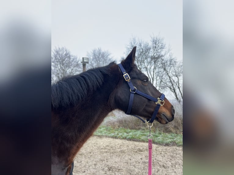 Koń hanowerski Klacz 14 lat 160 cm Gniada in Preu&#xDF;isch Oldendorf