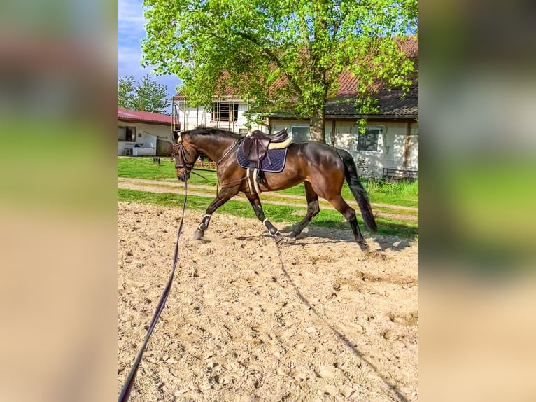Koń hanowerski Klacz 14 lat 160 cm Gniada in Preu&#xDF;isch Oldendorf