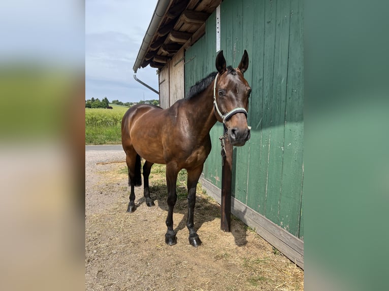 Koń hanowerski Klacz 14 lat 160 cm Gniada in Preu&#xDF;isch Oldendorf