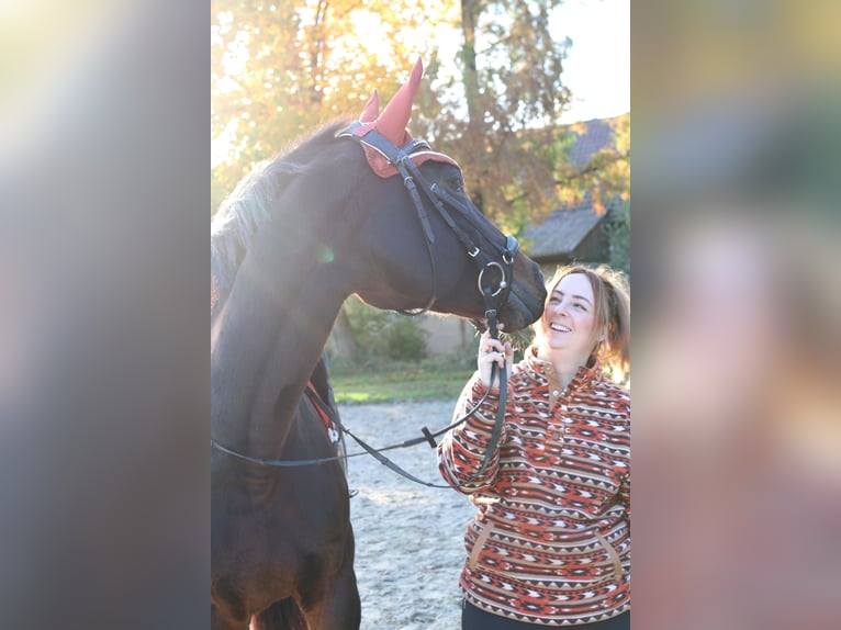 Koń hanowerski Klacz 14 lat 160 cm Gniada in Preu&#xDF;isch Oldendorf