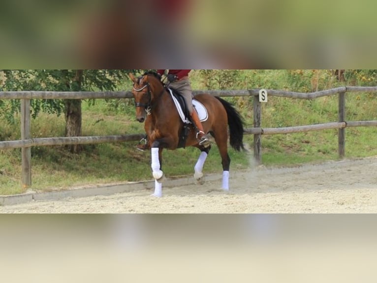Koń hanowerski Klacz 14 lat 162 cm Gniada in H&#xF6;chst