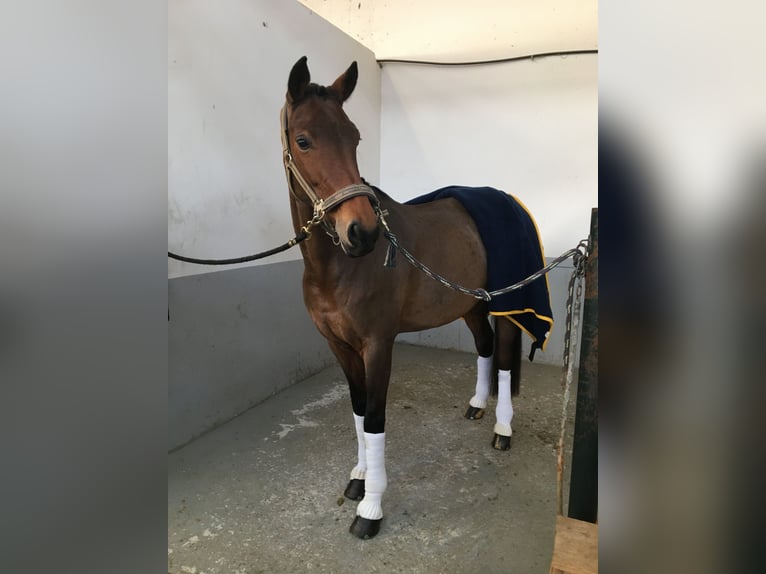 Koń hanowerski Klacz 14 lat 162 cm Gniada in H&#xF6;chst