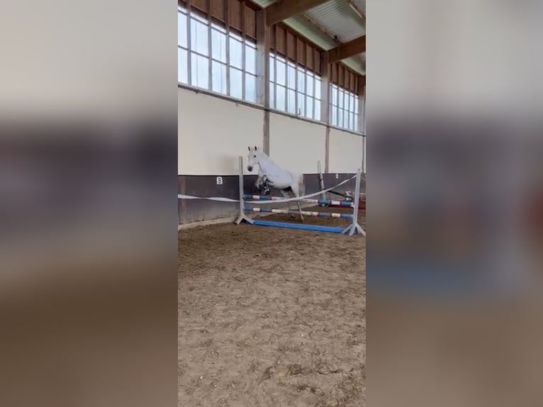 Koń hanowerski Klacz 14 lat 162 cm Siwa in Bendorf