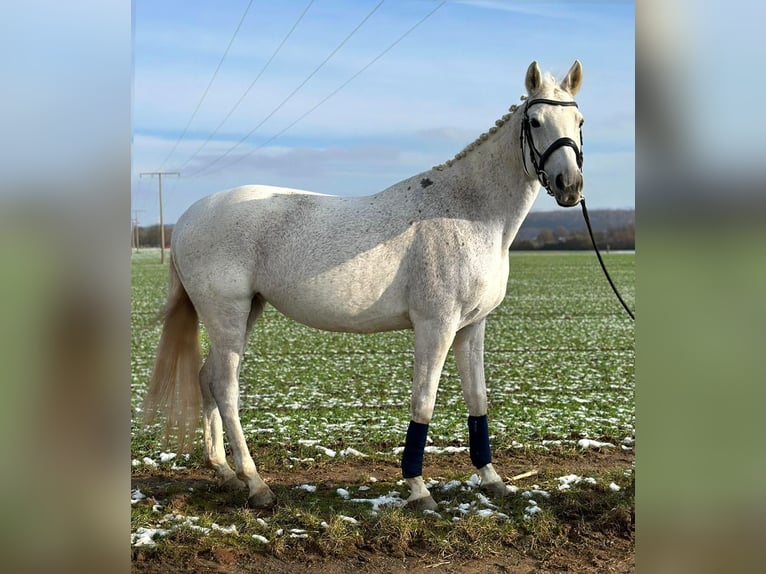 Koń hanowerski Klacz 14 lat 162 cm Siwa in Bendorf