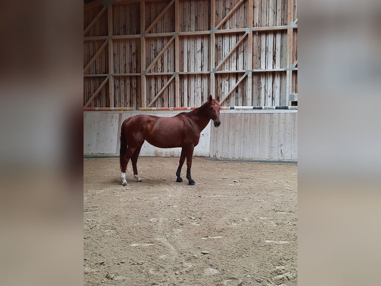 Koń hanowerski Klacz 14 lat 163 cm Kasztanowata in Trostberg