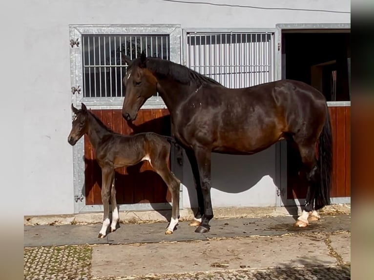 Koń hanowerski Klacz 14 lat 164 cm Ciemnogniada in Melle