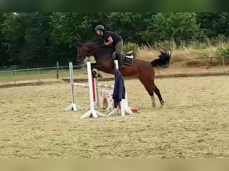 Koń hanowerski Klacz 14 lat 164 cm Ciemnogniada in Waldfeucht