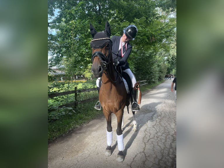 Koń hanowerski Klacz 14 lat 164 cm Gniada in Fußach