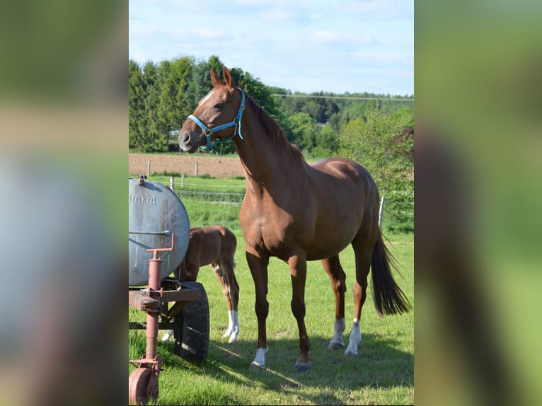 Koń hanowerski Klacz 14 lat 164 cm Kasztanowata in Selters