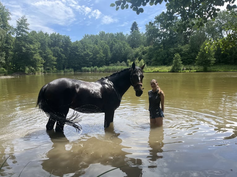 Koń hanowerski Klacz 14 lat 165 cm Ciemnogniada in Schömberg