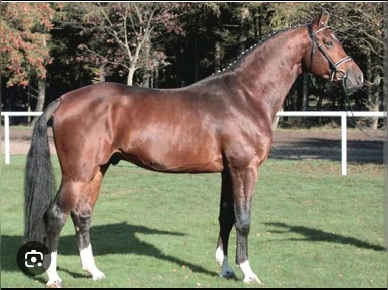 Koń hanowerski Klacz 14 lat 165 cm Gniada in Zehdenick