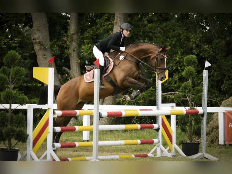 Koń hanowerski Klacz 14 lat 166 cm Gniada in Seeburg