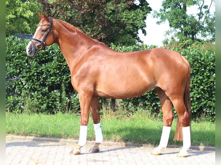 Koń hanowerski Klacz 14 lat 166 cm Kasztanowata in Selsingen