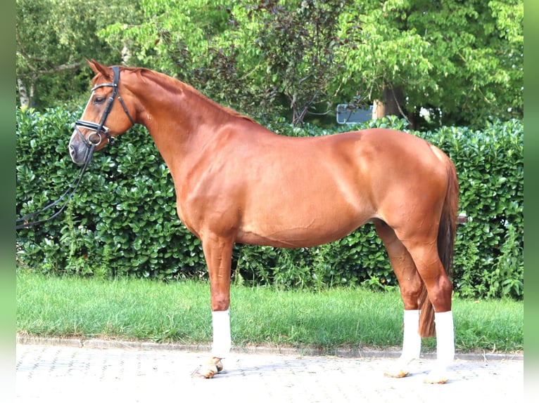 Koń hanowerski Klacz 14 lat 166 cm Kasztanowata in Selsingen