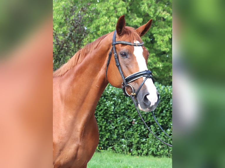 Koń hanowerski Klacz 14 lat 166 cm Kasztanowata in Selsingen