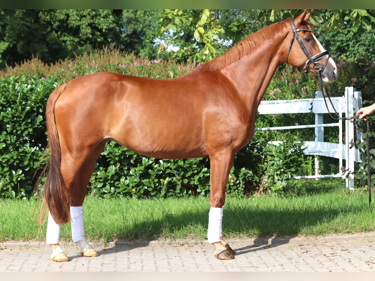 Koń hanowerski Klacz 14 lat 166 cm Kasztanowata in Selsingen