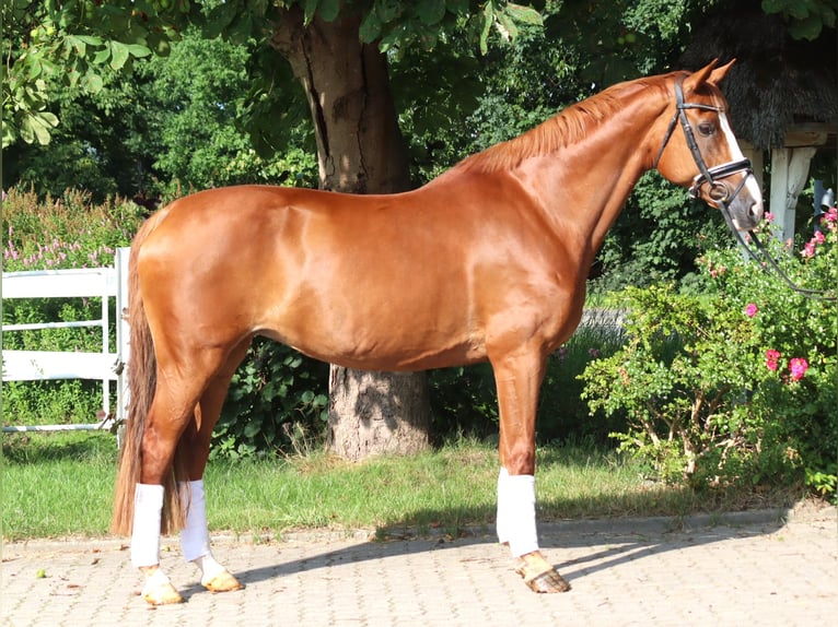 Koń hanowerski Klacz 14 lat 166 cm Kasztanowata in Selsingen
