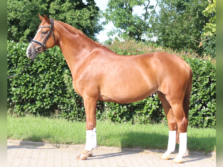Koń hanowerski Klacz 14 lat 166 cm Kasztanowata in Selsingen