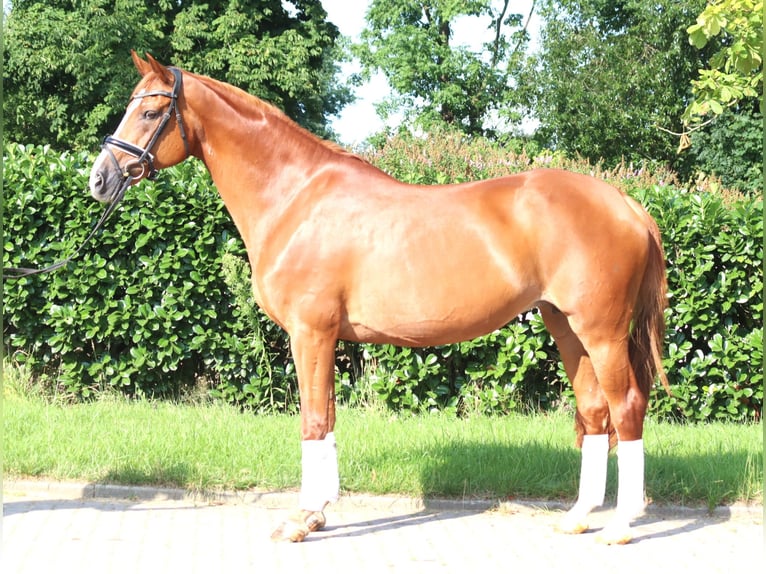 Koń hanowerski Klacz 14 lat 166 cm Kasztanowata in Selsingen