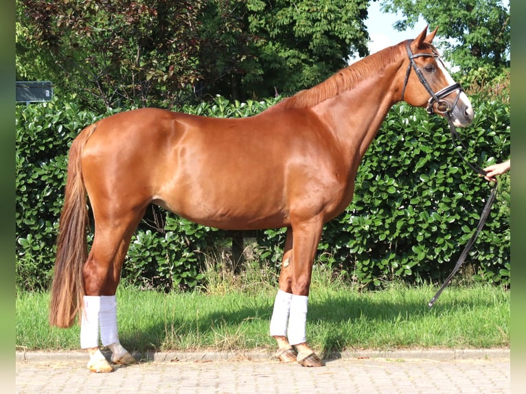 Koń hanowerski Klacz 14 lat 166 cm Kasztanowata in Selsingen