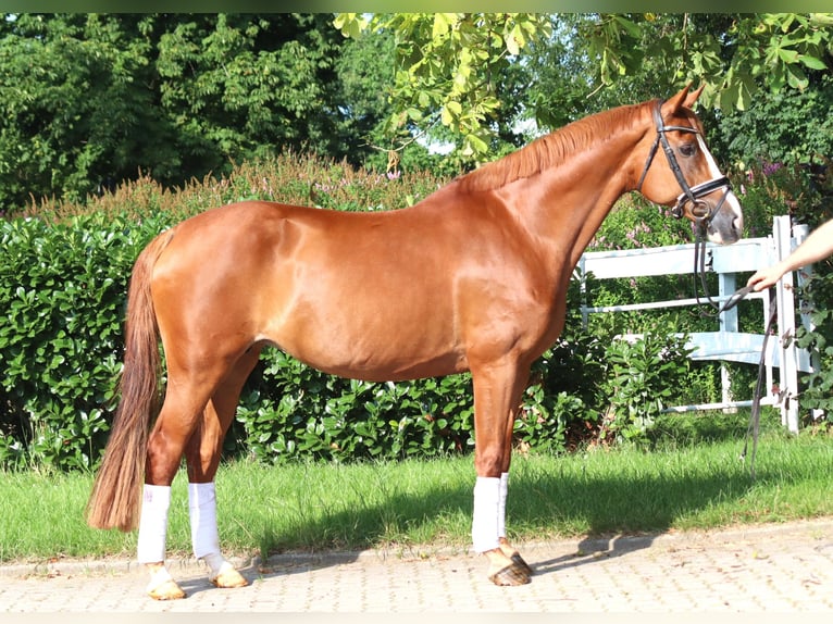 Koń hanowerski Klacz 14 lat 166 cm Kasztanowata in Selsingen