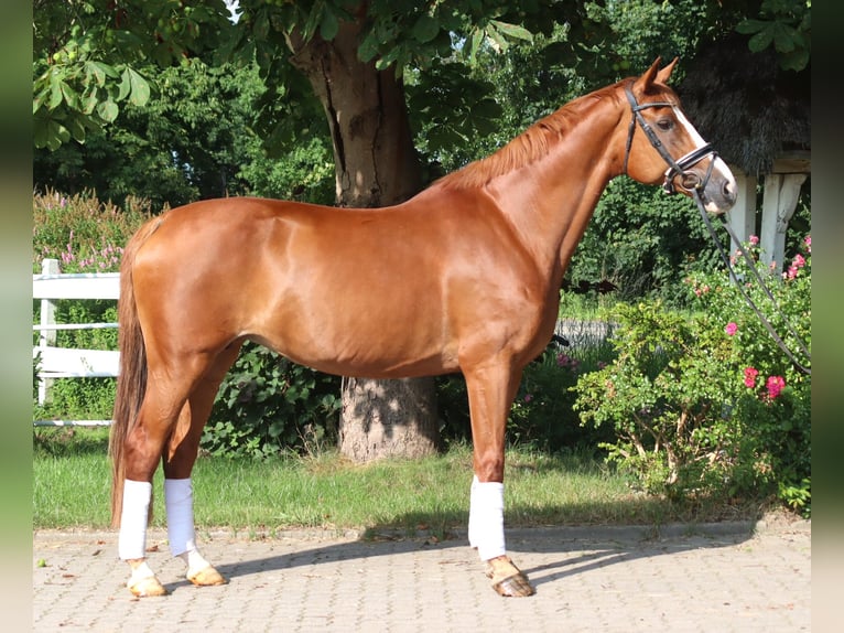 Koń hanowerski Klacz 14 lat 166 cm Kasztanowata in Selsingen