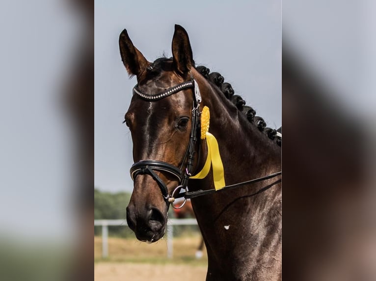 Koń hanowerski Klacz 14 lat 167 cm Ciemnogniada in Willich