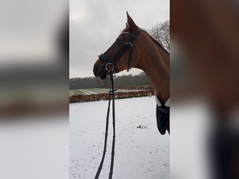 Koń hanowerski Klacz 14 lat 167 cm Ciemnokasztanowata in Werne