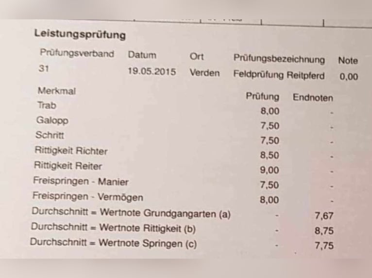 Koń hanowerski Klacz 14 lat 167 cm Siwa in Wolfsbach