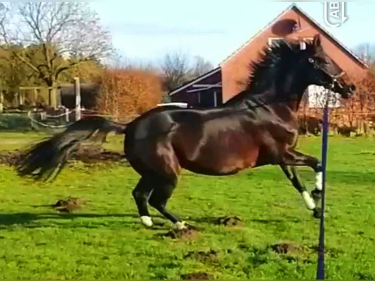 Koń hanowerski Klacz 14 lat 168 cm Gniada in Moormerland