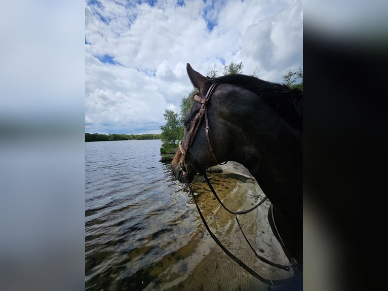 Koń hanowerski Klacz 14 lat 168 cm Gniada in Moormerland