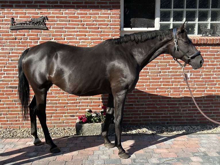 Koń hanowerski Klacz 14 lat 168 cm in Schermbeck